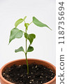 The growth of the plant Tespeia Sumatra, close-up on a white background 118735694