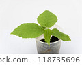 The growth of the two-month plant of quis quis Actinidy, close-up on a white background 118735696