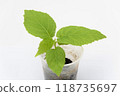 The growth of the plant of quis quis Actinidia, close-up on the white background 118735697
