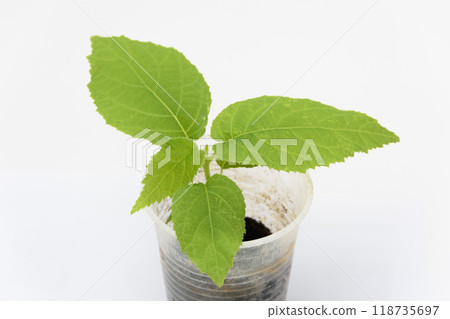 The growth of the plant of quis quis Actinidia, close-up on the white background 118735697