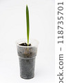 Plant sprout Date palm in a plastic cup, close-up on a white background 118735701