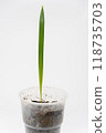 Grotling of plants Date palm, close-up on a white background 118735703