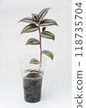 Groo plant Plant Tradscancia Zebrin in a plastic cup, close-up on a white background 118735704