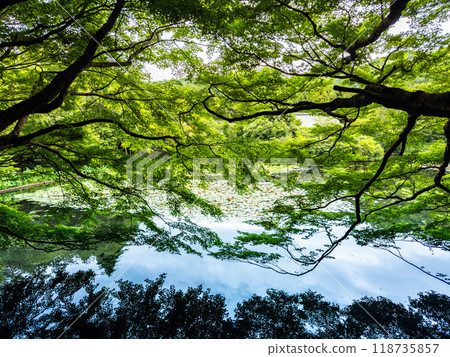 Ryoan-ji temple with its lake and zen garden, in Kyoto, Japan 118735857