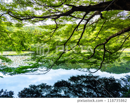 Ryoan-ji temple with its lake and zen garden, in Kyoto, Japan 118735862