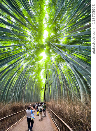 Arashiyama Bamboo Forest in Kyoto, Japan Arashiyama Bamboo Forest in Kyoto, Japan 118735998