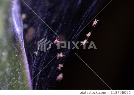Tetranychus urticae red spider mite or two-spotted spider mite Tetranychus urticae red spider mite or two-spotted spider mite 118736095