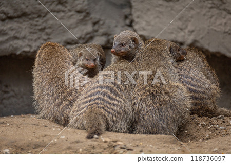 Banded Mongoose, group with baby, Mungos mungo 118736097