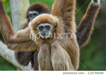 lar gibbon white-handed gibbon, an endangered primate in the gibbon family 118736099