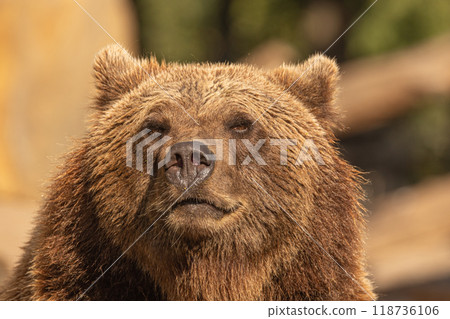 Brown Bear majestic, big powerful mammals 118736106