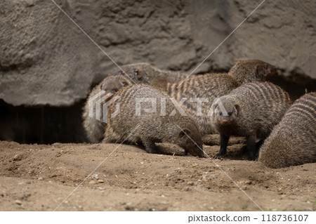 Banded Mongoose, group with baby, Mungos mungo 118736107