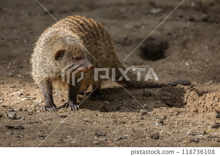 Banded Mongoose, group with baby, Mungos mungo Banded Mongoose, group with baby, Mungos mungo 118736108