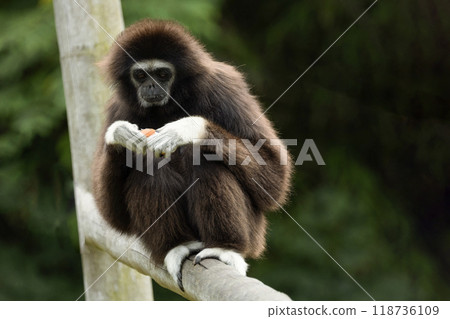lar gibbon white-handed gibbon, an endangered primate in the gibbon family lar gibbon white-handed gibbon, an endangered primate in the gibbon family 118736109