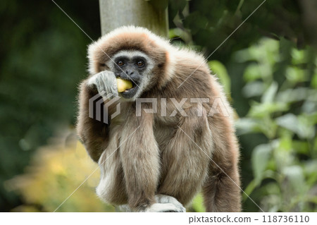 lar gibbon white-handed gibbon, an endangered primate in the gibbon family lar gibbon white-handed gibbon, an endangered primate in the gibbon family 118736110