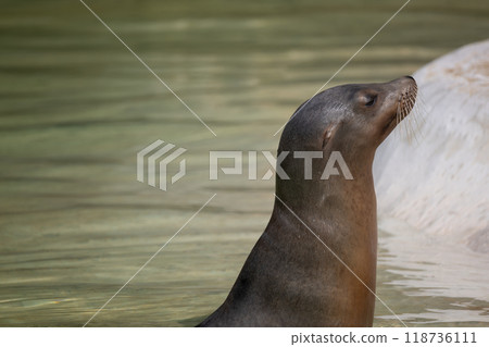 fur seal on the shore, selective focus 118736111