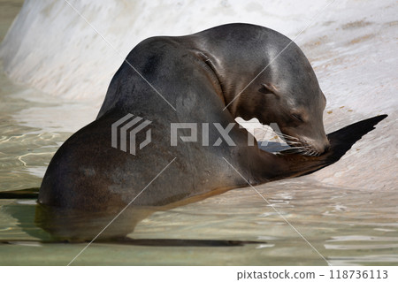 fur seal on the shore, selective focus 118736113