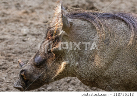 common warthog, standing very near by common warthog, standing very near by 118736118