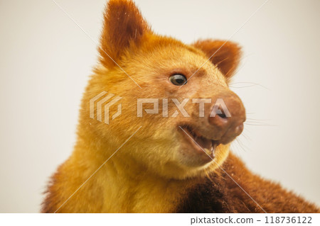 Goodfellow's Tree Kangaroo, portrait of very cute rare red animal. Goodfellow's Tree Kangaroo, portrait of very cute rare red animal. 118736122