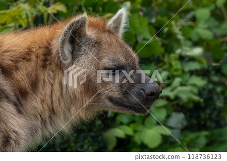 portrait of spotted hyena selective focus in detail. portrait of spotted hyena selective focus in detail. 118736123
