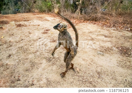 Common brown lemur (Eulemur fulvus) with orange eyes. 118736125