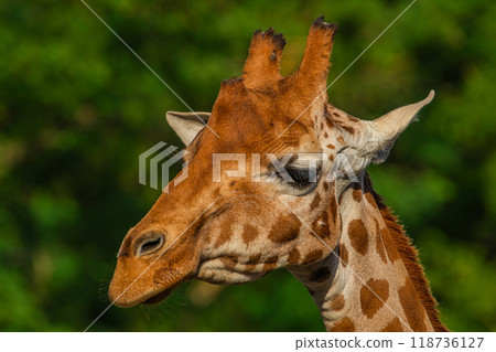 Giraffe in selective focus on green natural background Giraffe in selective focus on green natural background 118736127