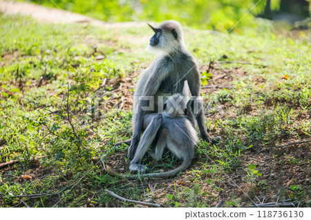 black faced grey langur monkey in Yala National Park, Sri Lanka 118736130