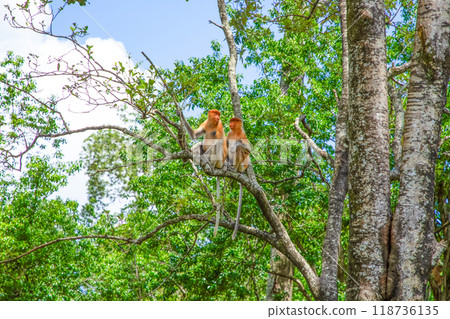 Proboscis Monkey Nasalis larvatus in mangrove rain forest 118736135