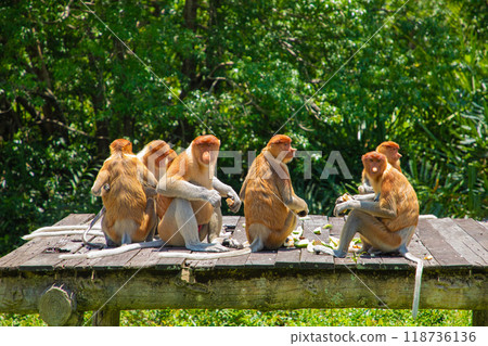 Proboscis Monkey Nasalis larvatus in mangrove rain forest Proboscis Monkey Nasalis larvatus in mangrove rain forest 118736136