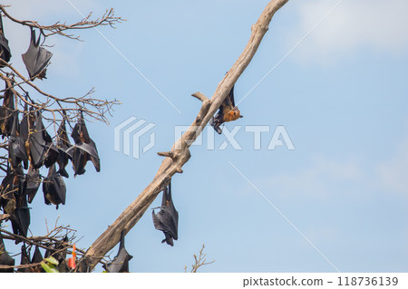 close-up hanging Mariana fruit bat (Pteropus mariannus) 118736139