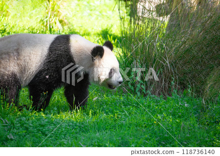 cheerful playing pandas on green lawn 118736140