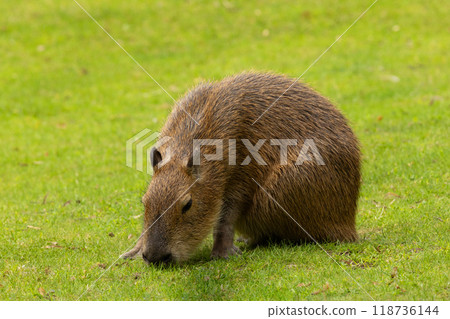 Capybara Kapibara Hydrochoerus hydrochaeris Capybara Kapibara Hydrochoerus hydrochaeris 118736144