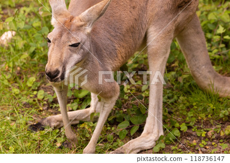 Portrait of an Australian medium sized kangaroo in selective focus Portrait of an Australian medium sized kangaroo in selective focus 118736147