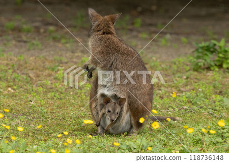 Bennett's wallaby Macropus or Notamacropus rufogriseus 118736148