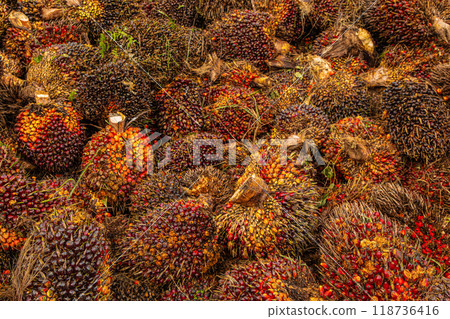 Fresh Fruit Bunch (FFB) in a Palm Oil Plantation after cutting Fresh Fruit Bunch (FFB) in a Palm Oil Plantation after cutting 118736416