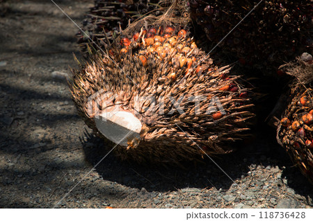 closeup of ripe palm oil fruits. closeup of ripe palm oil fruits. 118736428