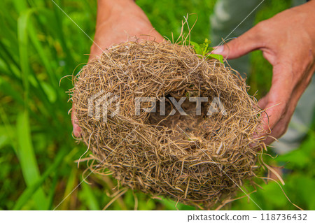 Baya weaver bird building nest on palm tree. 118736432