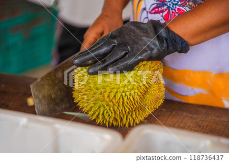 durian fruit partially opened up revealing resting inside thorny skins 118736437