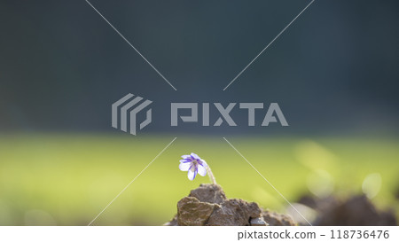 Closeup of delicate blue flower growing from behind a rock 118736476