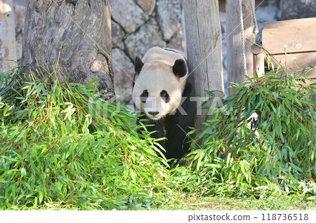 Nagahama taking a walk 118736518