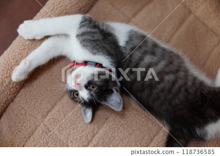 貓生長 貓生長 118736585