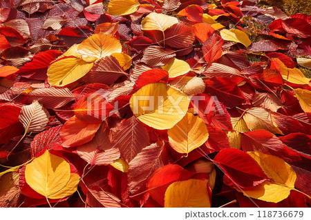 Fallen leaves pile up 118736679