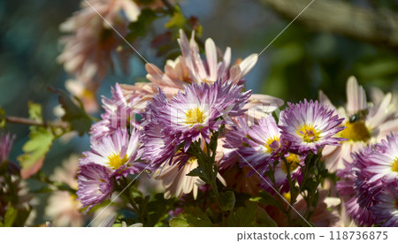 beautiful autumn flowers with drops of dew on delicate petals beautiful autumn flowers with drops of dew on delicate petals 118736875