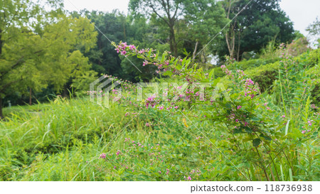 初秋盛開的萩花 118736938