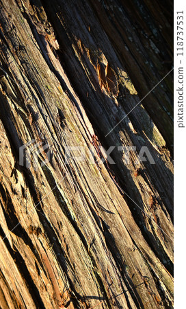 雪松樹皮 118737531