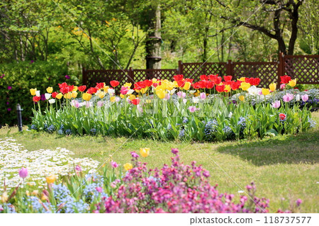 可愛的鬱金香花 可愛的鬱金香花 118737577