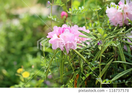 可愛的杜鵑花 可愛的杜鵑花 118737578