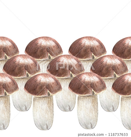 Porcini mushroom seamless border in pencils and watercolor isolated on white. High quality hand painted botanical plant design element perfect for textile, banners, posters, stationary, autumn decor 118737633