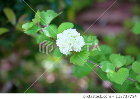 Refreshing Japanese snowbell flowers Refreshing Japanese snowbell flowers 118737754