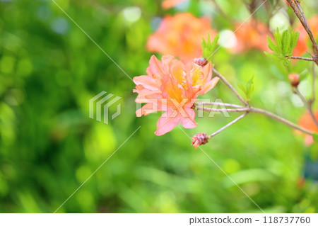 Renge azalea flower Renge azalea flower 118737760