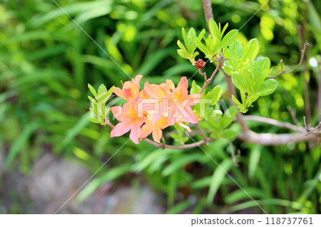 Renge azalea flower Renge azalea flower 118737761